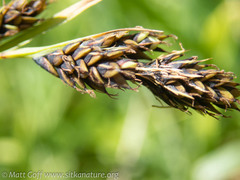 Carex buxbaumii