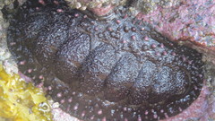 Acanthopleura echinata