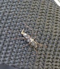 Neoclytus muricatulus