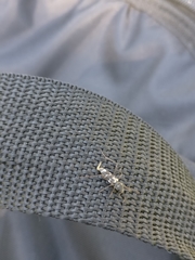 Neoclytus muricatulus