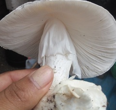 Amanita elliptosperma