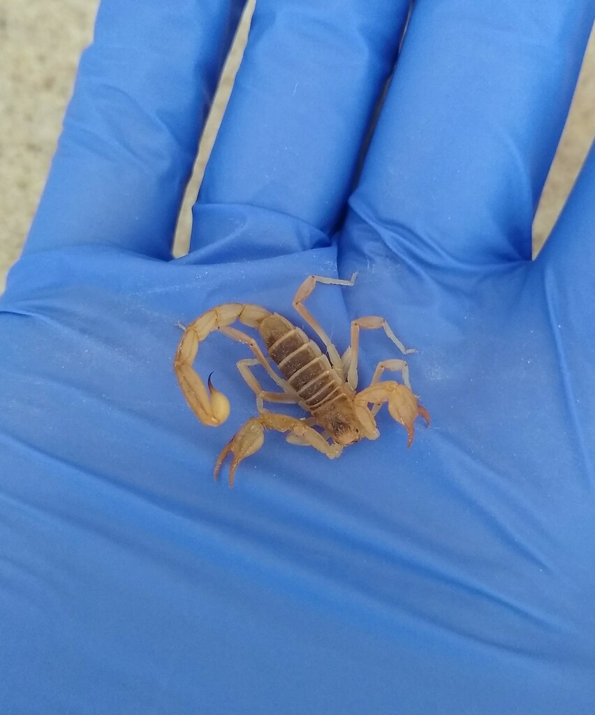 Northern Scorpion from Kane County, UT, USA on June 6, 2022 at 10:50 AM ...