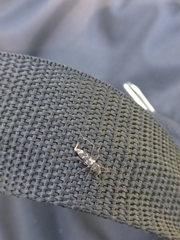 Neoclytus muricatulus