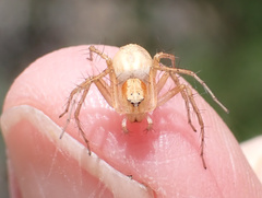 Oxyopes kraepelinorum