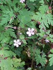 Geranium robertianum