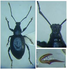 Otiorhynchus meridionalis