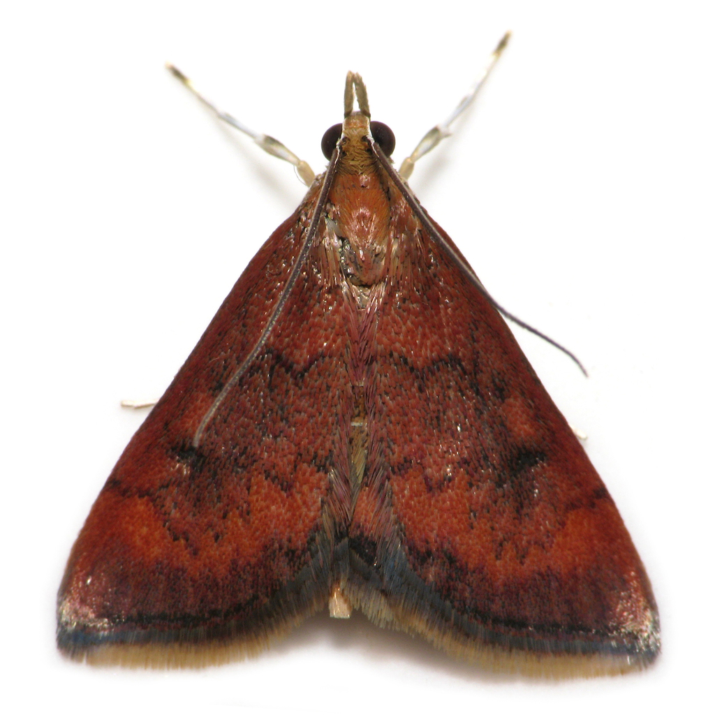 Variable Reddish Pyrausta Moth (Lepidoptera of Rumney Marsh (Essex Co ...