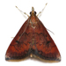 Variable Reddish Pyrausta Moth - Photo (c) Ashley M Bradford, some rights reserved (CC BY-NC), uploaded by Ashley M Bradford