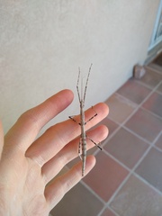 Pseudosermyle straminea