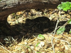 Crotalus oreganus