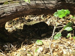Crotalus oreganus