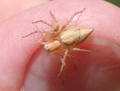 Oxyopes kraepelinorum