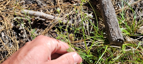 Barton Flats Horkelia (Horkelia wilderae)