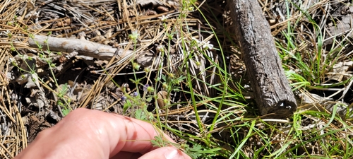 Image of Horkelia wilderae by no rights reserved