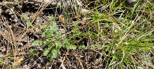 Image of Horkelia wilderae by no rights reserved