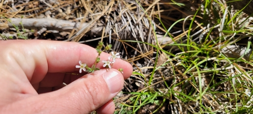 Image of Horkelia wilderae by no rights reserved