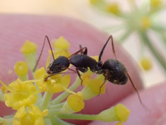 Camponotus feae
