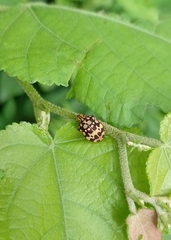 Orsilochides scurrilis