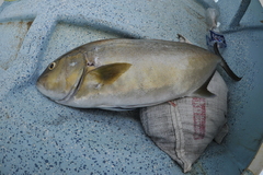 Seriola