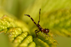 Coreus marginatus