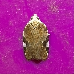 Acleris cervinana