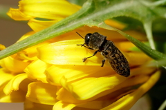 Acmaeoderella adspersula