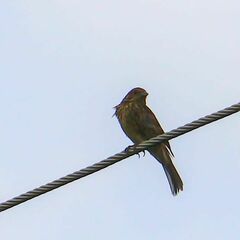 Emberiza citrinella
