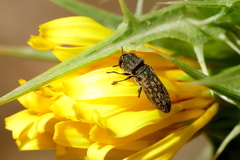 Acmaeoderella adspersula