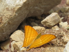 Marpesia harmonia