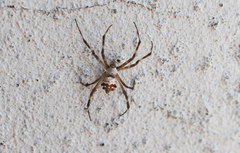 Argiope argentata