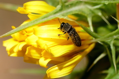 Acmaeoderella adspersula