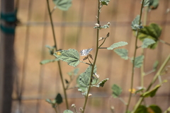 Heliopetes ericetorum