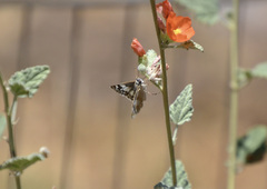 Heliopetes ericetorum