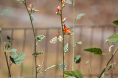 Heliopetes ericetorum