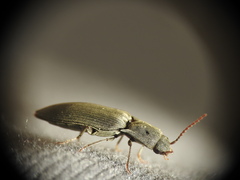 Agriotes pilosellus