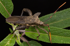 Elasmopoda alata