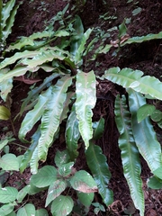 Asplenium scolopendrium