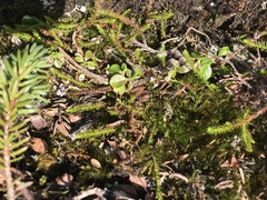 Harrimanella hypnoides