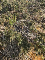 Huperzia appressa