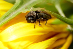 Acmaeoderella adspersula