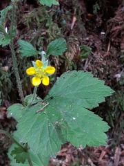 Geum urbanum