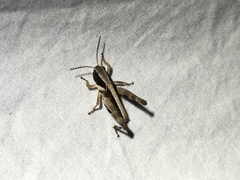 Boopedon flaviventris