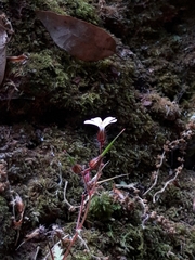 Geranium robertianum