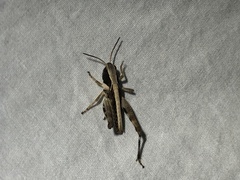 Boopedon flaviventris