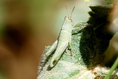 Anacridium aegyptium