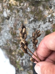 Platanthera dilatata