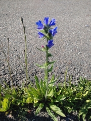 Echium vulgare