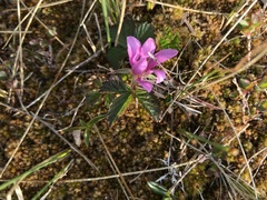 Rubus arcticus