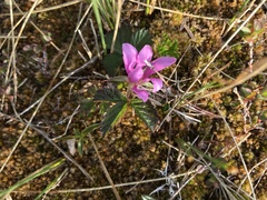 Rubus arcticus