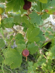 Ribes inerme